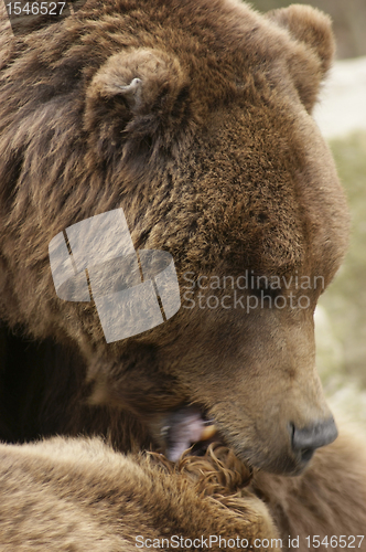 Image of Brown Bear detail