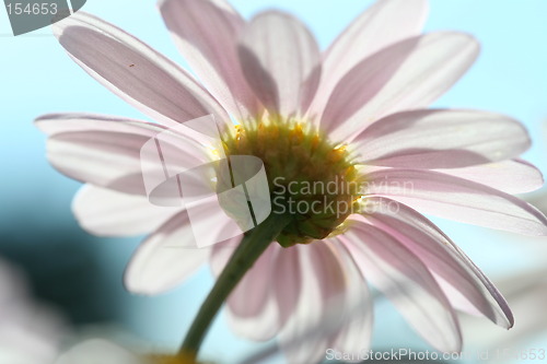 Image of Flower