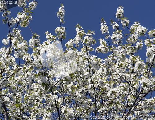Image of lots of twigs full with white blossoms