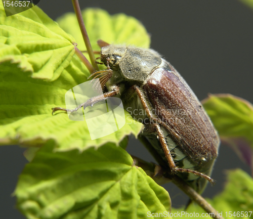 Image of may beetle sitting on a twig