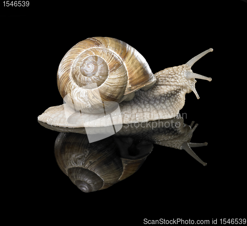 Image of Grapevine snail on black