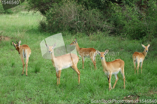 Image of Uganda Kobs in green vegetation