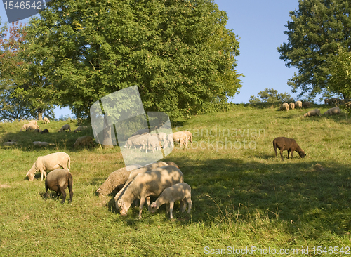 Image of grazing sheep in sunny ambiance