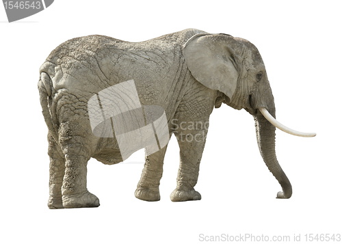 Image of african elephant