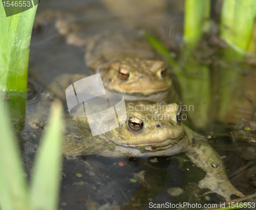 Image of common toads in a pond