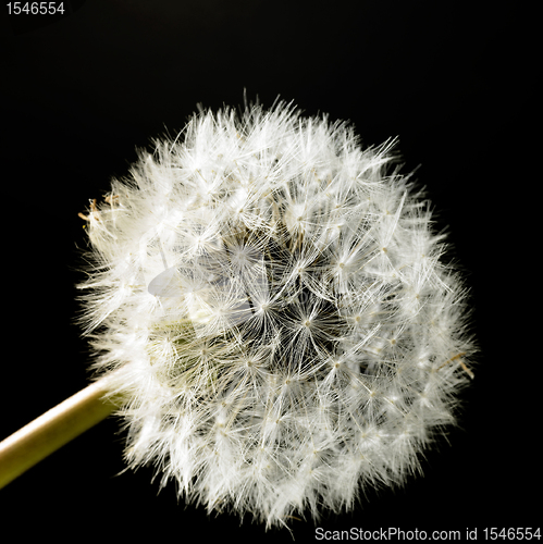 Image of dandelion blowball in black back