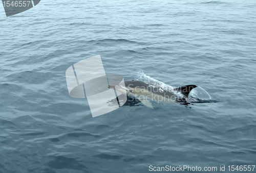 Image of dolphin in the sea