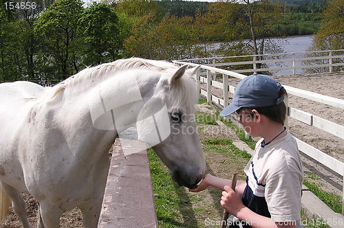 Image of Boy & White horse