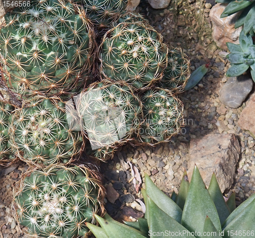 Image of cacti and succulents