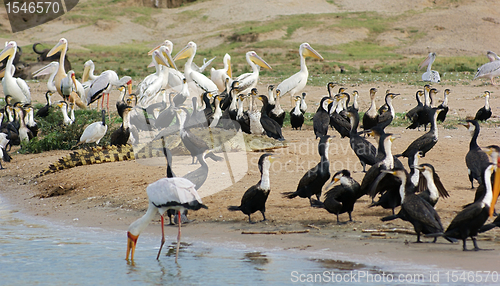 Image of birds and crocodile waterside in Uganda