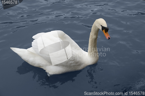 Image of sswimming swan