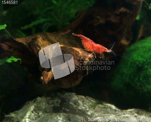 Image of red fresh water shrimp