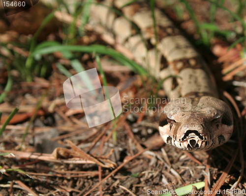 Image of Columbian Red-Tailed Boa