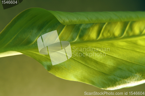 Image of fresh green spring leaf