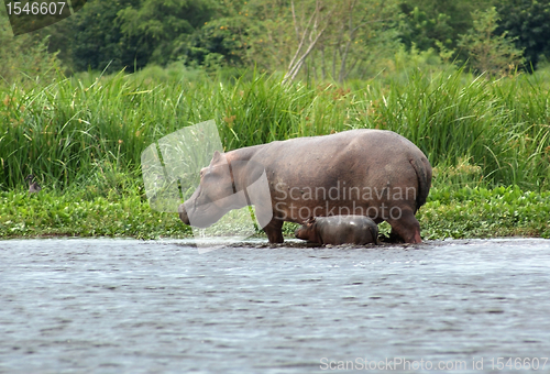 Image of Hippo calf and cow in Uganda