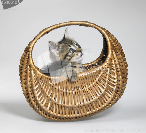 Image of kitten looking up in small basket