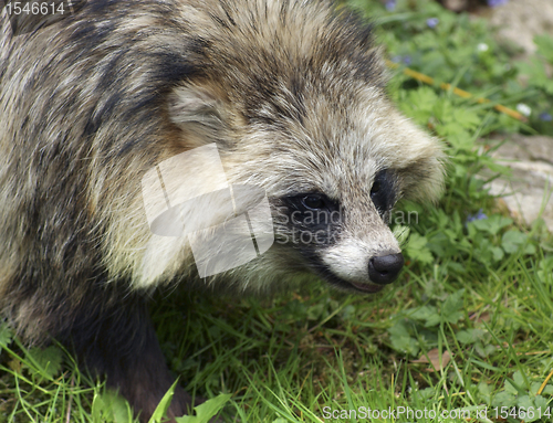 Image of Raccoon Dog portrait