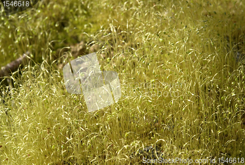 Image of moss sporangiums macro