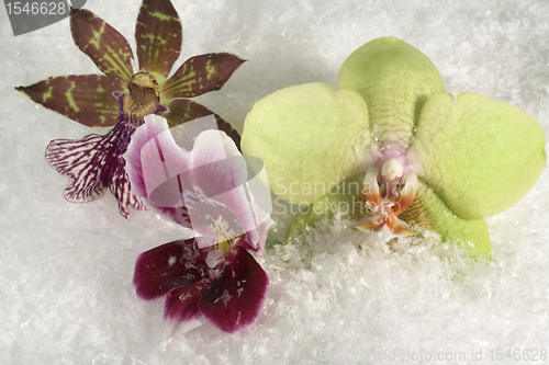Image of three orchids and snow
