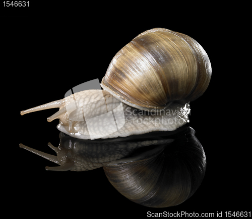 Image of Grapevine snail on black