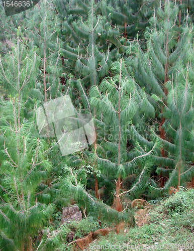 Image of vegetation in the Virunga Mountains