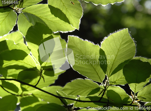 Image of sunny illuminated spring leaves