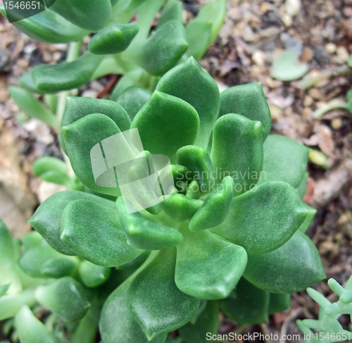 Image of succulent plant detail