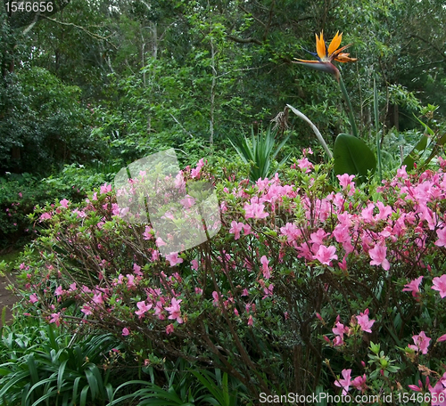 Image of flourish vegetation at the Azores