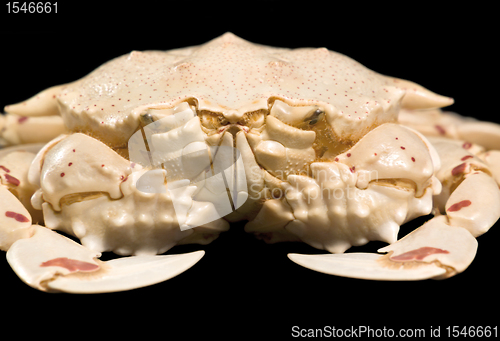 Image of low angle moon crab detail