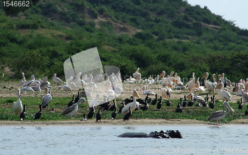 Image of lots of african birds riverside