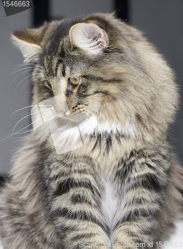 Image of Norwegian Forest Cat portrait