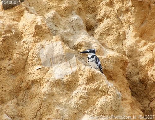 Image of Kingfisher on earthy ground