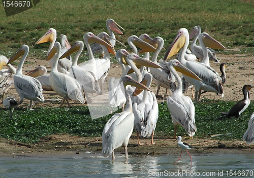 Image of lots of Great White Pelicans