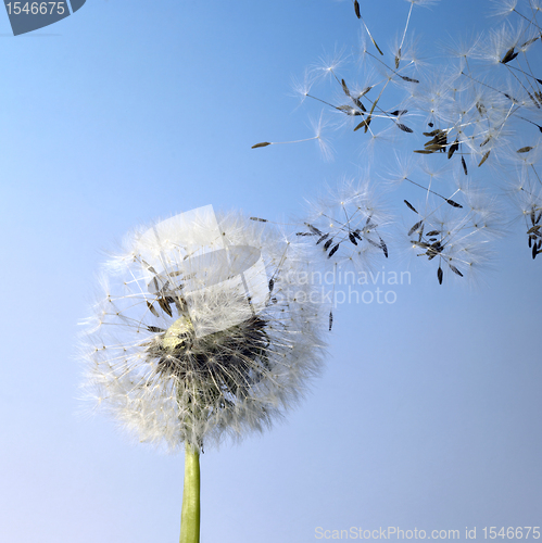Image of dandelion blowball and flying seeds