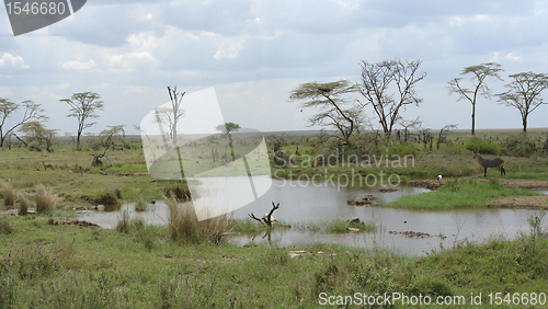 Image of water hole in the african Serengeti