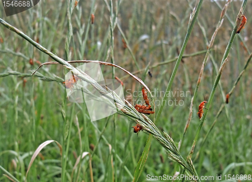 Image of lots of soldier beetles