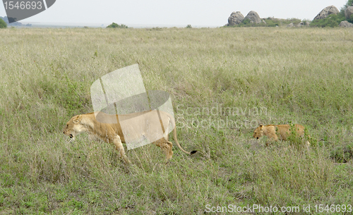 Image of savannah scenery with adult and young Lion