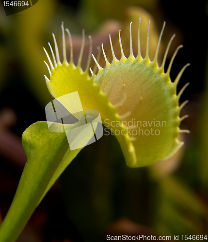 Image of carnivorous plant detail