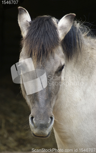 Image of Tarpan portrait