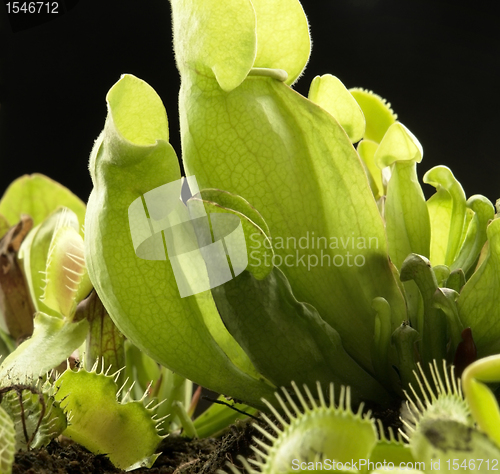 Image of carnivorous plants