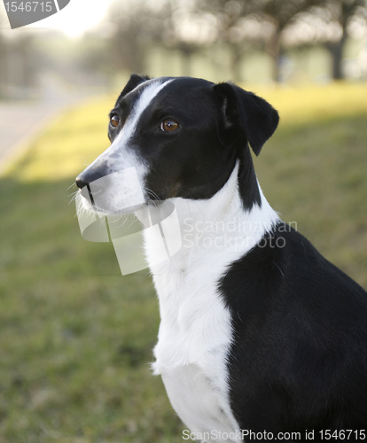 Image of black and white dog