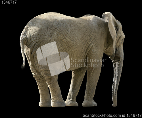 Image of african elephant