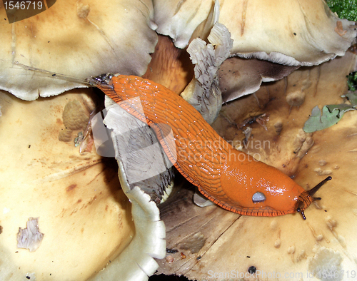 Image of orange slug and mushrooms