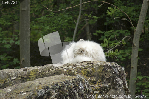 Image of Arctic Fox resting on rock formation