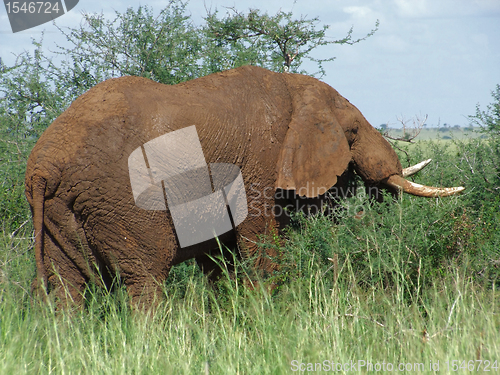 Image of brown Elephant in Africa