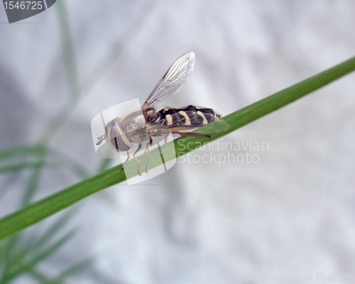 Image of Hoverfly on green stalk
