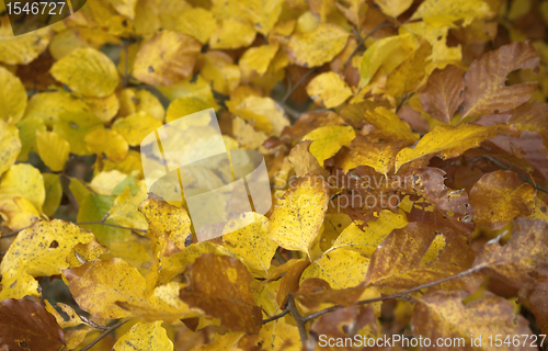 Image of colorful autumn leaves