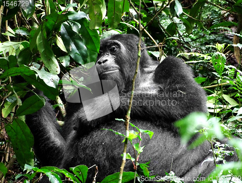 Image of Gorilla in green vegetation