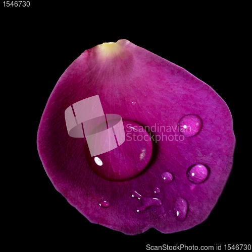 Image of rose petal and water drops upon