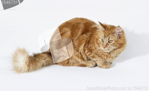 Image of red Maine Coon kitten